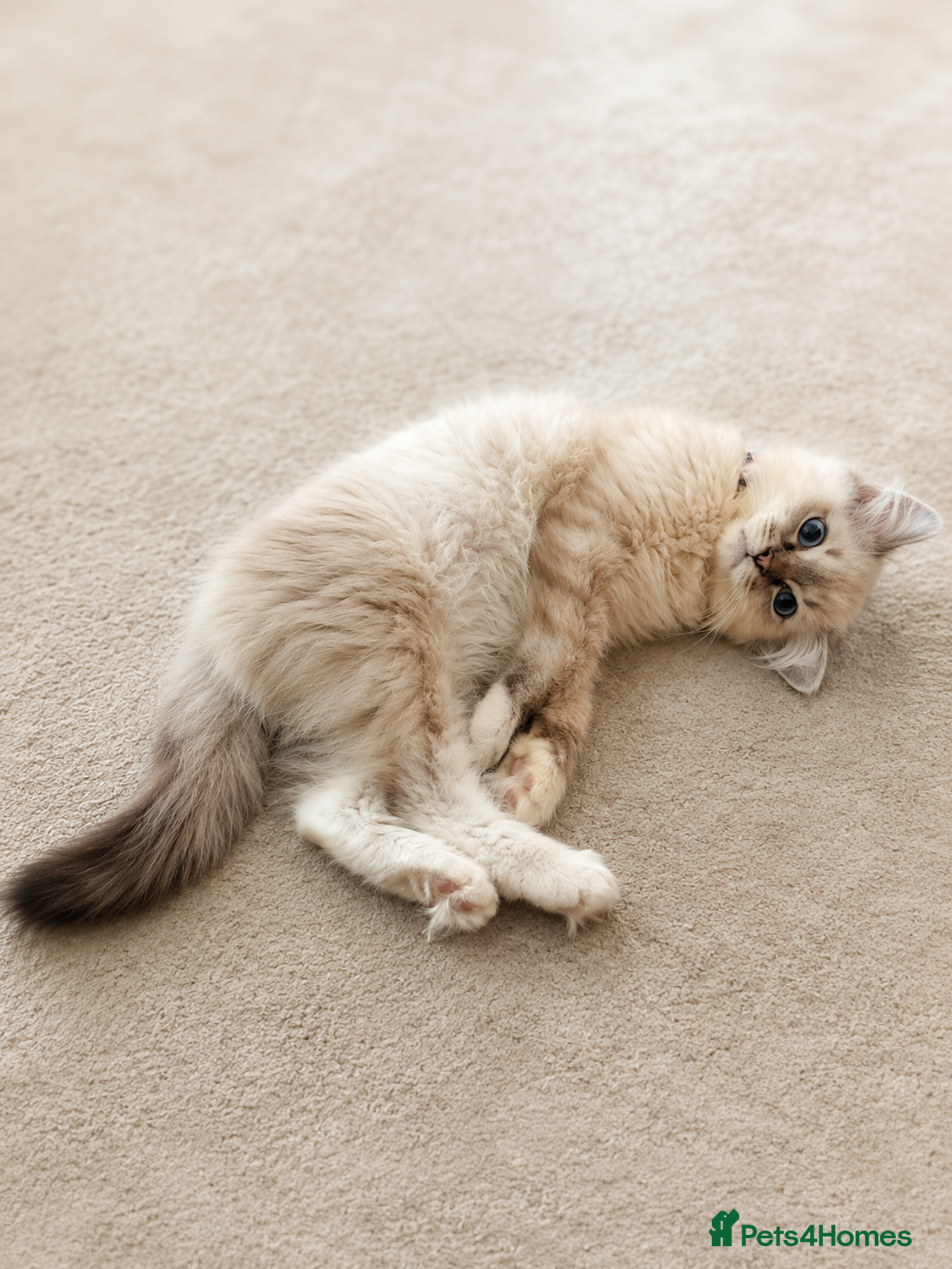 Ragdoll cats ‼️Gccf,Reduced,Ready to leave gorgeous kitties x  - Advert 2