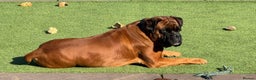 Boxer dogs for sale: Health tested kc red boxer puppies  - Advert 7