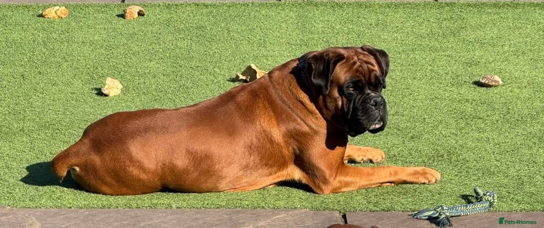 Boxer dogs for sale: Health tested kc red boxer puppies  - Advert 7