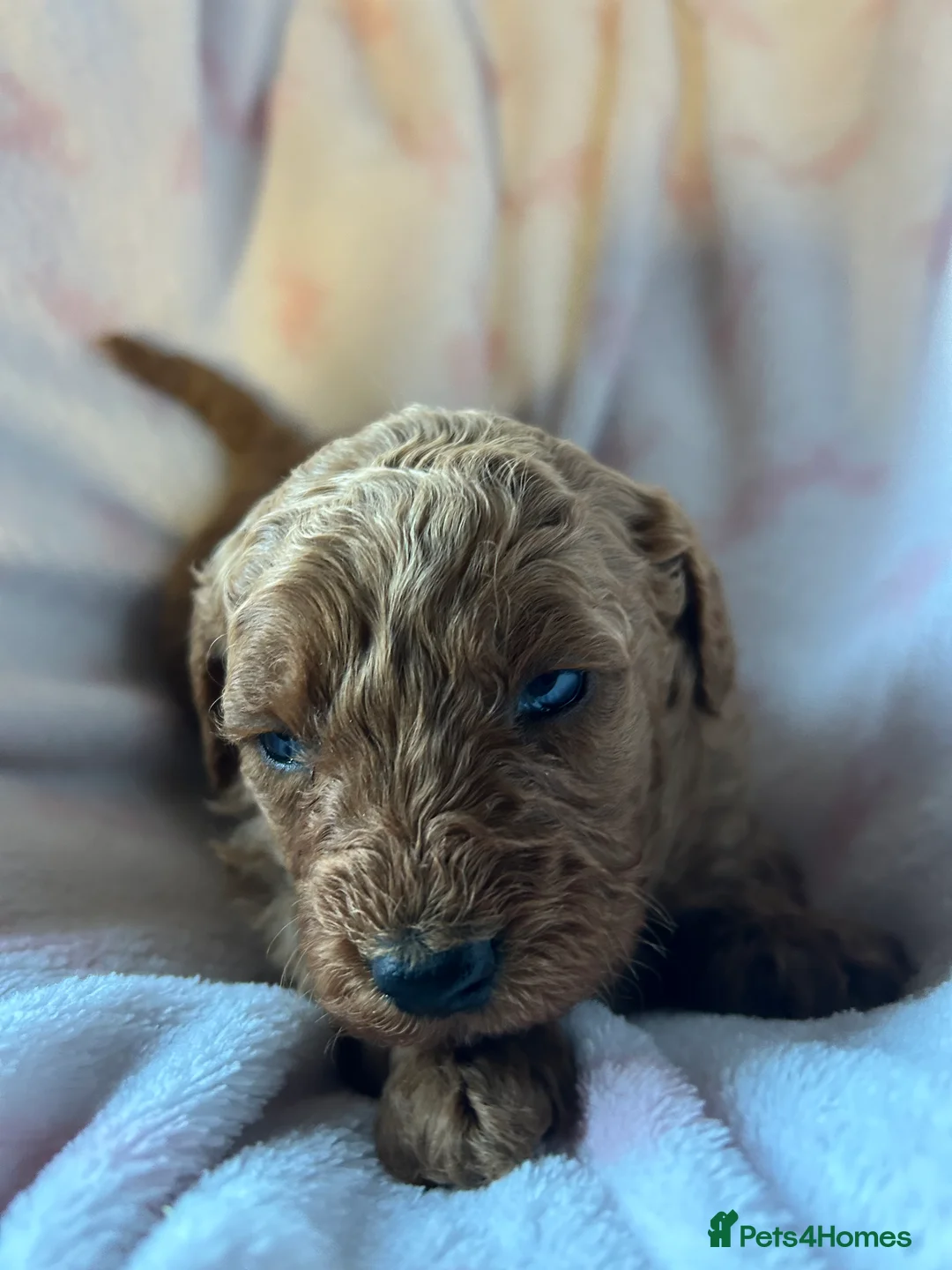 Cavapoo dogs for sale: Adventures of a curly cavapoo no further  - Advert 5