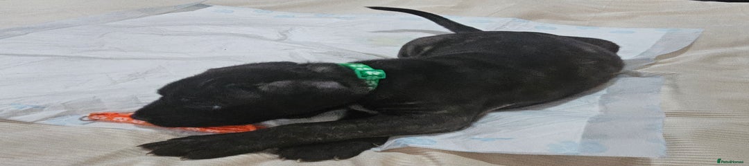 Skunk (secured)