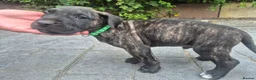 Presa Canario dogs for sale: Presa Canario Puppies ♥️  - Advert 12
