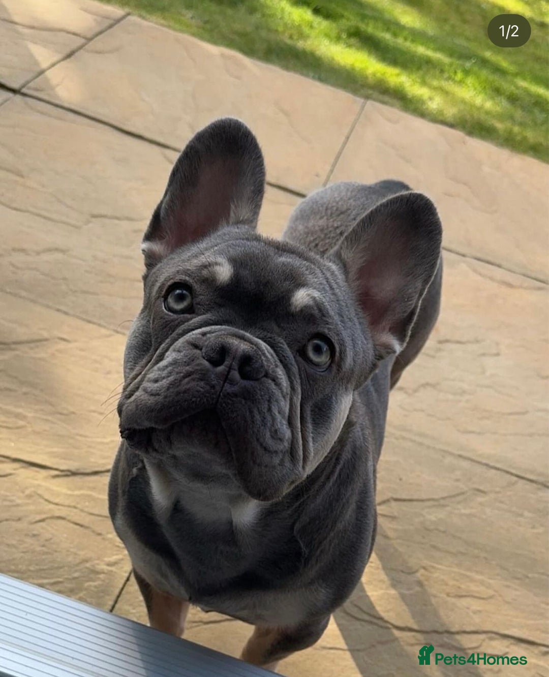 French Bulldog dogs for stud: Kobe french bulldog stud - Image 3