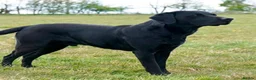 Labrador Retriever dogs for sale: KC Registered Working Labrador Puppies - Advert 3