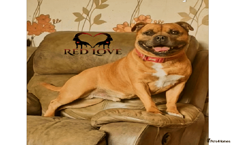 Staffordshire Bull Terrier dogs in Rochdale - Advert 2