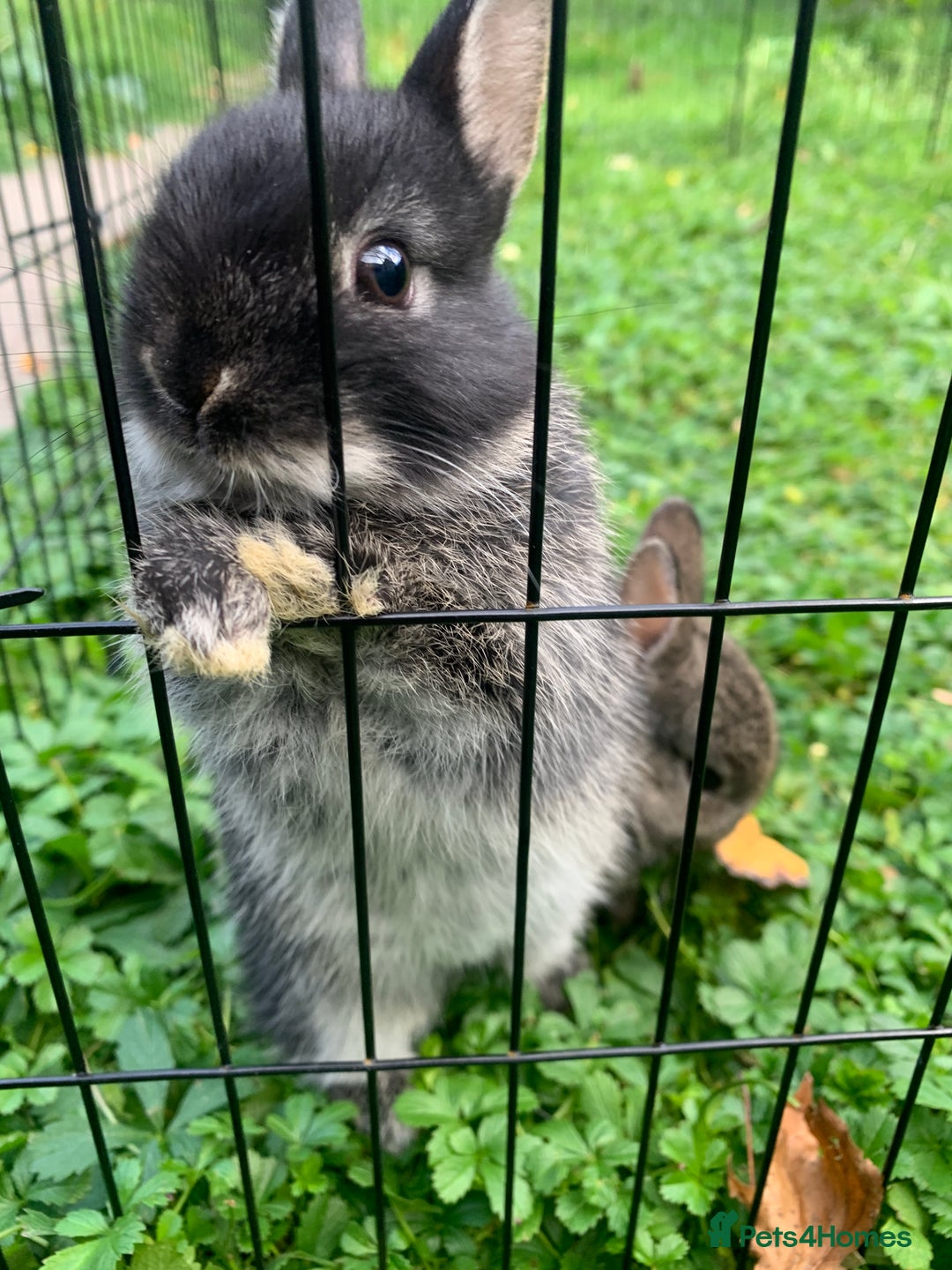 Netherland Dwarf rabbits for sale: Netherland Dwarf Rabbits - Advert 4