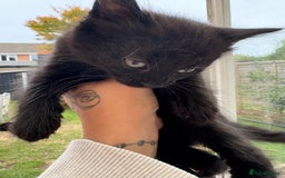 Domestic Shorthair cats for sale: Black kitties available to go  - Image 1