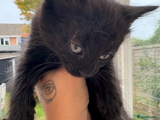 Domestic Shorthair cats - Advert 39