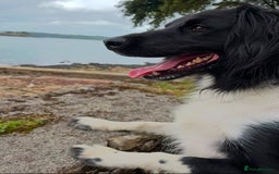 Mixed Breed dogs for sale: Collie cocker male 3 years old in Plymouth - Image 1