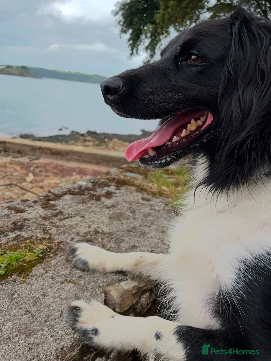 Mixed Breed dogs for sale: Collie cocker male 3 years old in Plymouth - Image 1