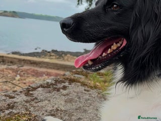 Mixed Breed dogs - Advert 31