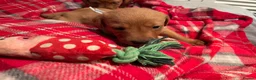 Labrador Retriever dogs for sale: Stunning Fox Red Labrador Retriever puppies - Advert 2
