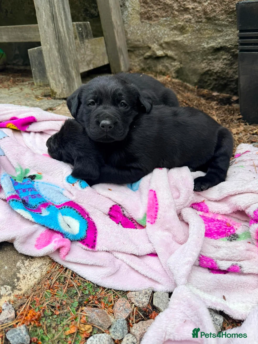 Labrador Retriever dogs for sale: 2 black male Labrador pups in Ballater - Advert 2