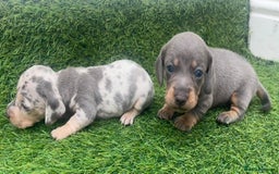 Miniature Dachshund dogs for sale: STUNNING KC REG MINIATURE DAPPLE DACHSHUNDS  - Image 6