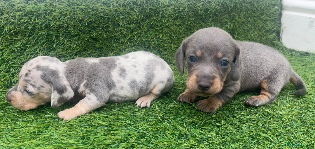 Miniature Dachshund dogs for sale: STUNNING KC REG MINIATURE DAPPLE DACHSHUNDS  - Image 6