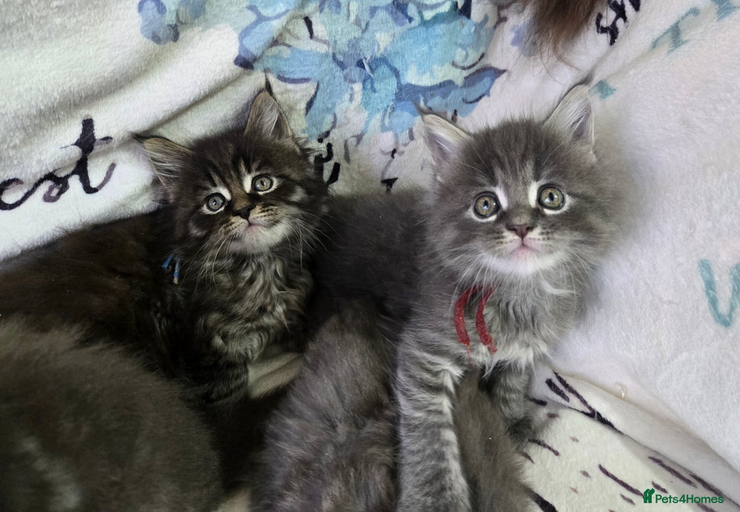 Maine Coon cats for sale: Gorgeous GCCF Maine Coons poss Active - Image 15