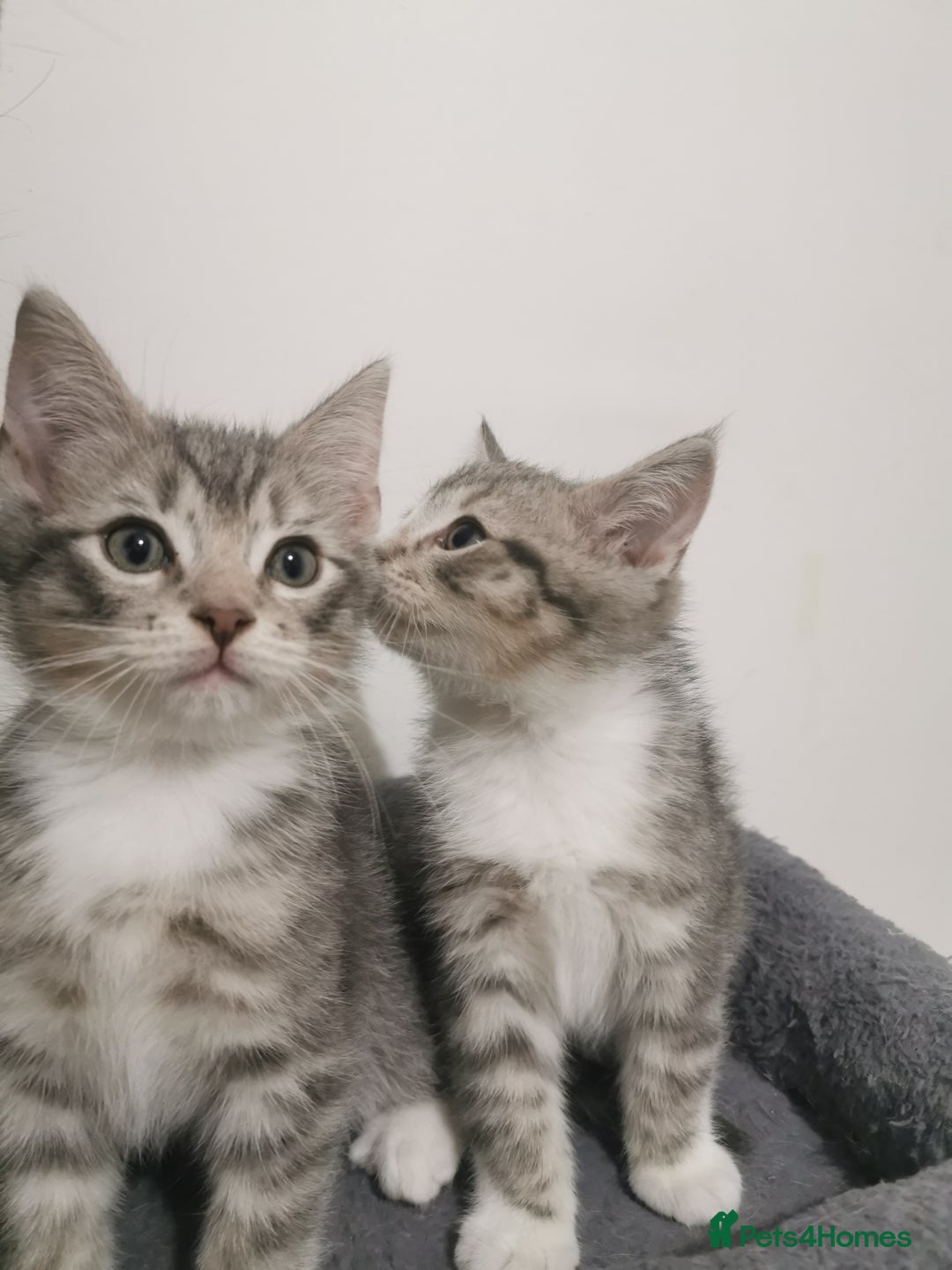 British Shorthair cats for sale: Stunning BSH Silver Tabby kittens - Advert 3