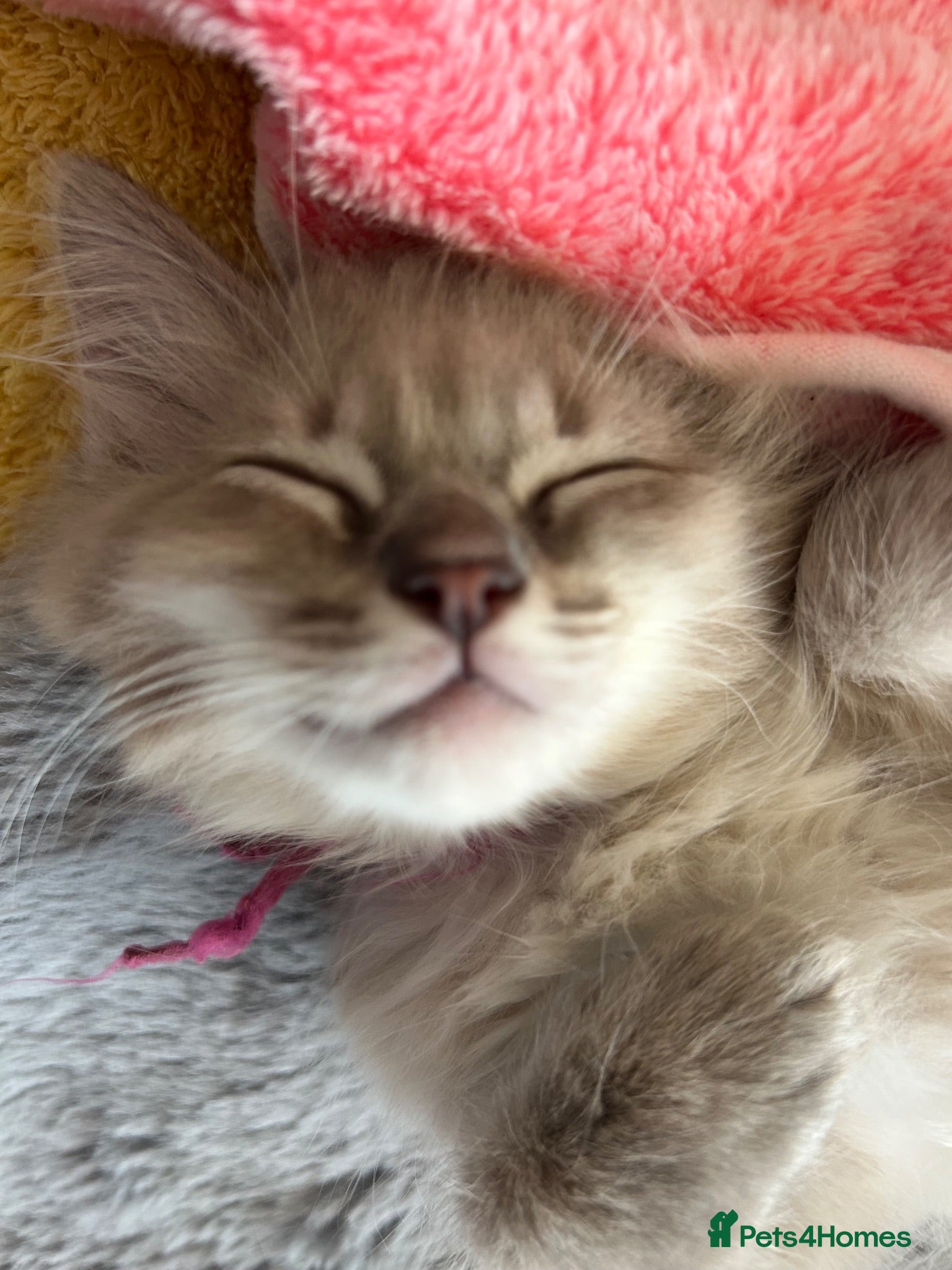 Ragdoll cats 😻 D.O.B 17.6.26 RARE MINK LYNX RAGDOLL FEMALES 😻 - Advert 2