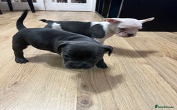 Mixed Breed dogs for sale: American French bulldog  - Image 20