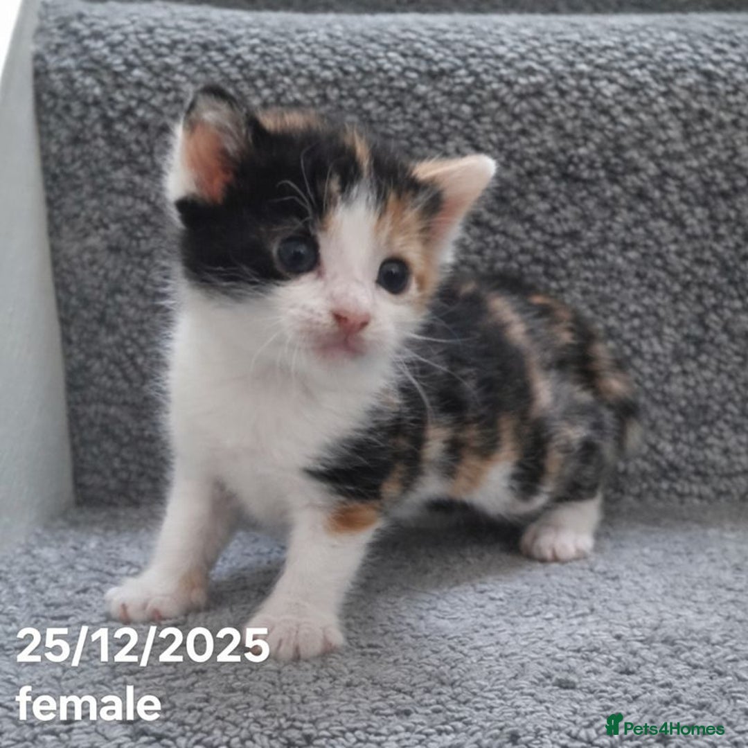 Mixed Breed cats for sale: Beautiful Kittens for Sale – 3 Females & 3 Males - Advert 17