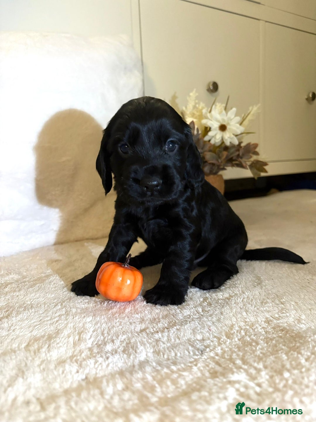 Cocker Spaniel dogs for sale: Cocker spaniel puppy - Image 5
