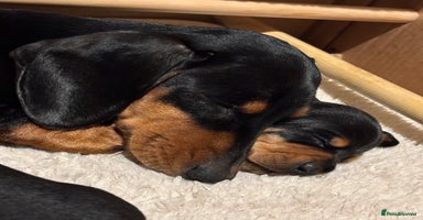 Miniature Dachshund dogs Beautiful Miniature Dachshund Puppies  - Advert 9