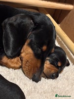 Miniature Dachshund dogs Beautiful Miniature Dachshund Puppies - Advert 7