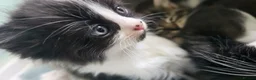 Mixed Breed cats for sale: Stunning Ragdoll Cross Kittens 4 Girls & 2 Boys  - Advert 8