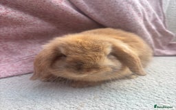 Mini Lop rabbits for sale: Pure bred mini lops - ready to leave  - Image 5