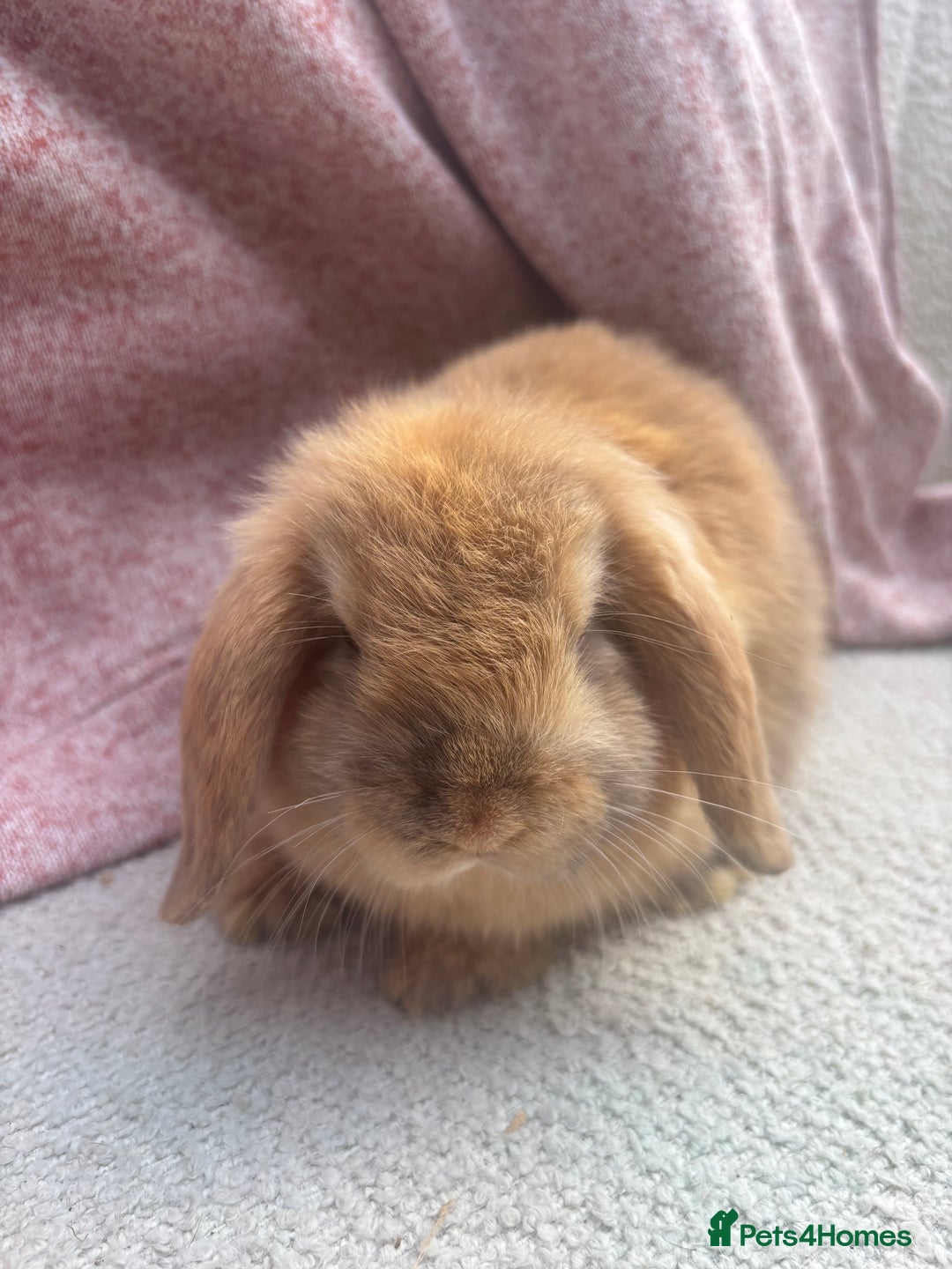 Mini Lop rabbits for sale: Pure bred mini lops - ready to leave  - Image 5