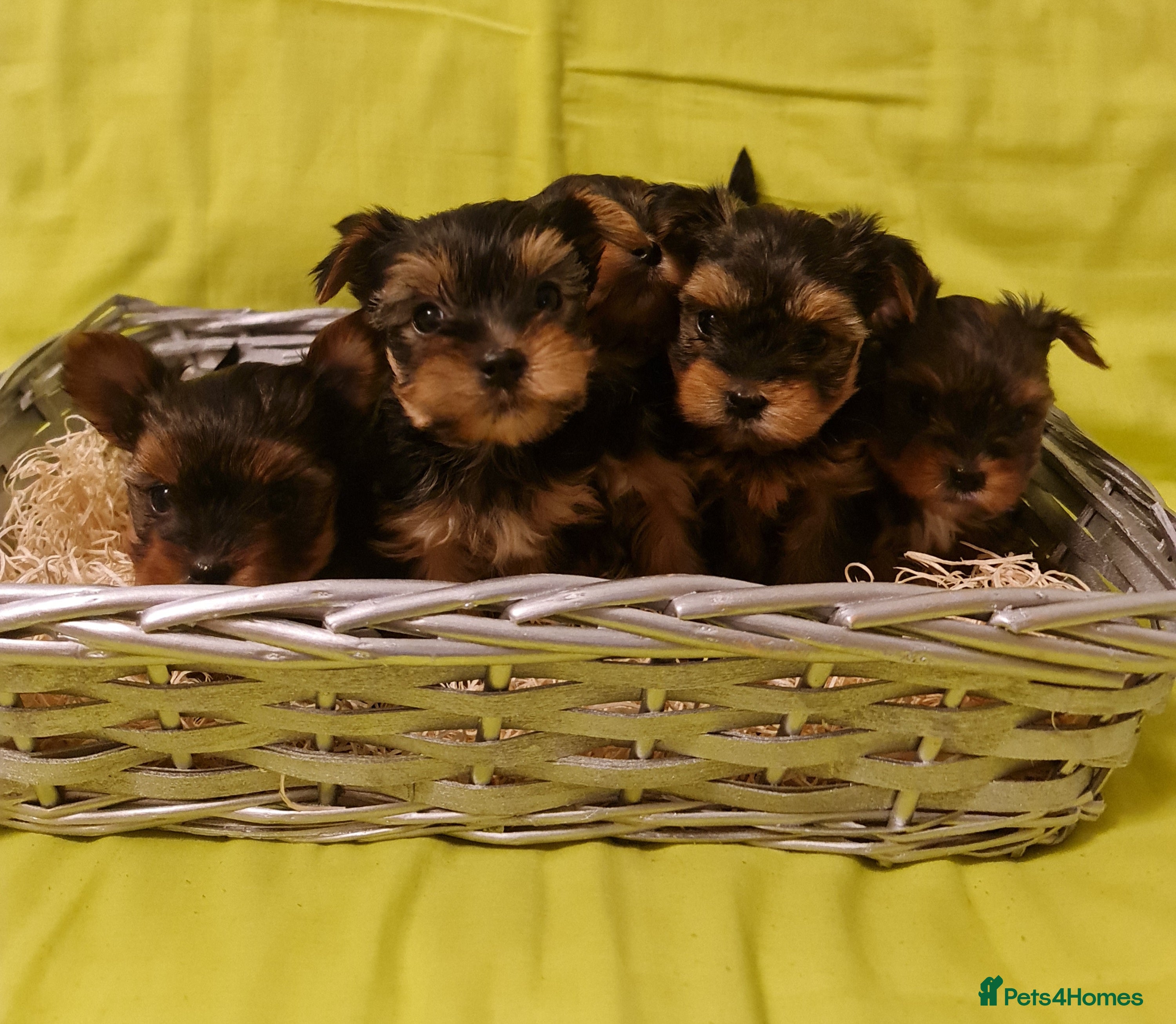 Yorkshire Terrier dogs Mini Yorkshire Terrier - Advert 17