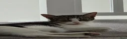 Mixed Breed cats for sale: Beautiful Female Kitten Seeking Loving Home in Romford - Advert 10