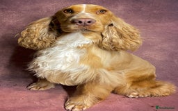 Cocker Spaniel dogs for stud: Show Cocker At Stud Highly Health Tested in Sandbach - Image 5