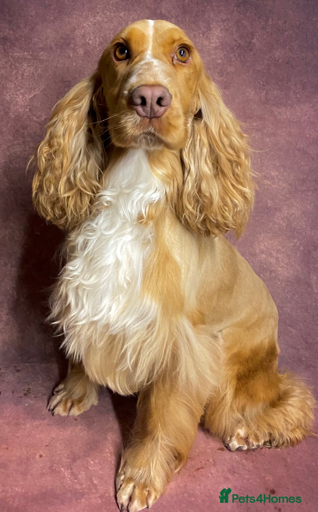 Cocker Spaniel dogs for stud: Show Cocker At Stud Highly Health Tested in Sandbach - Image 5