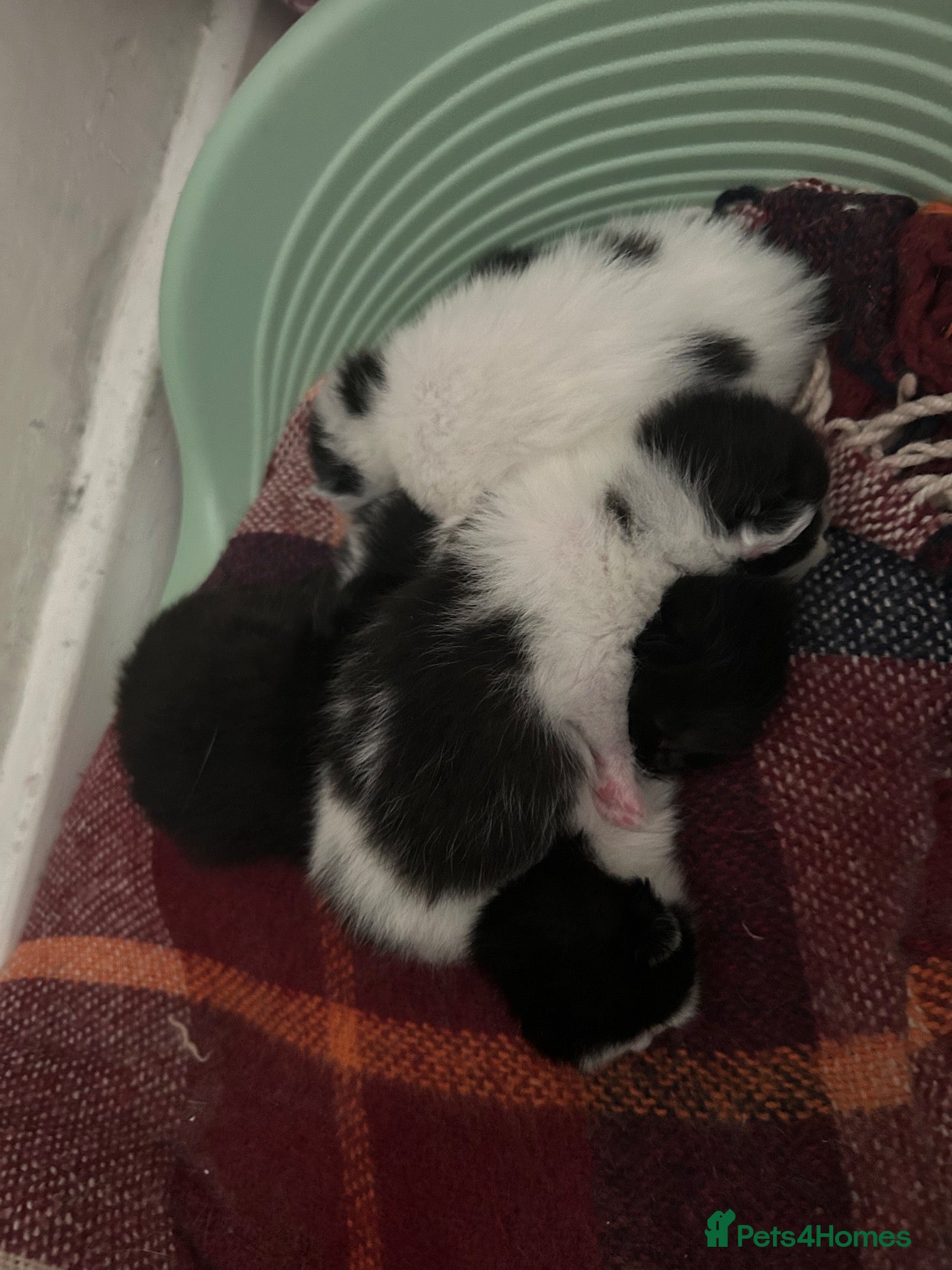 Mixed Breed cats Ragdoll mix  - Advert 8