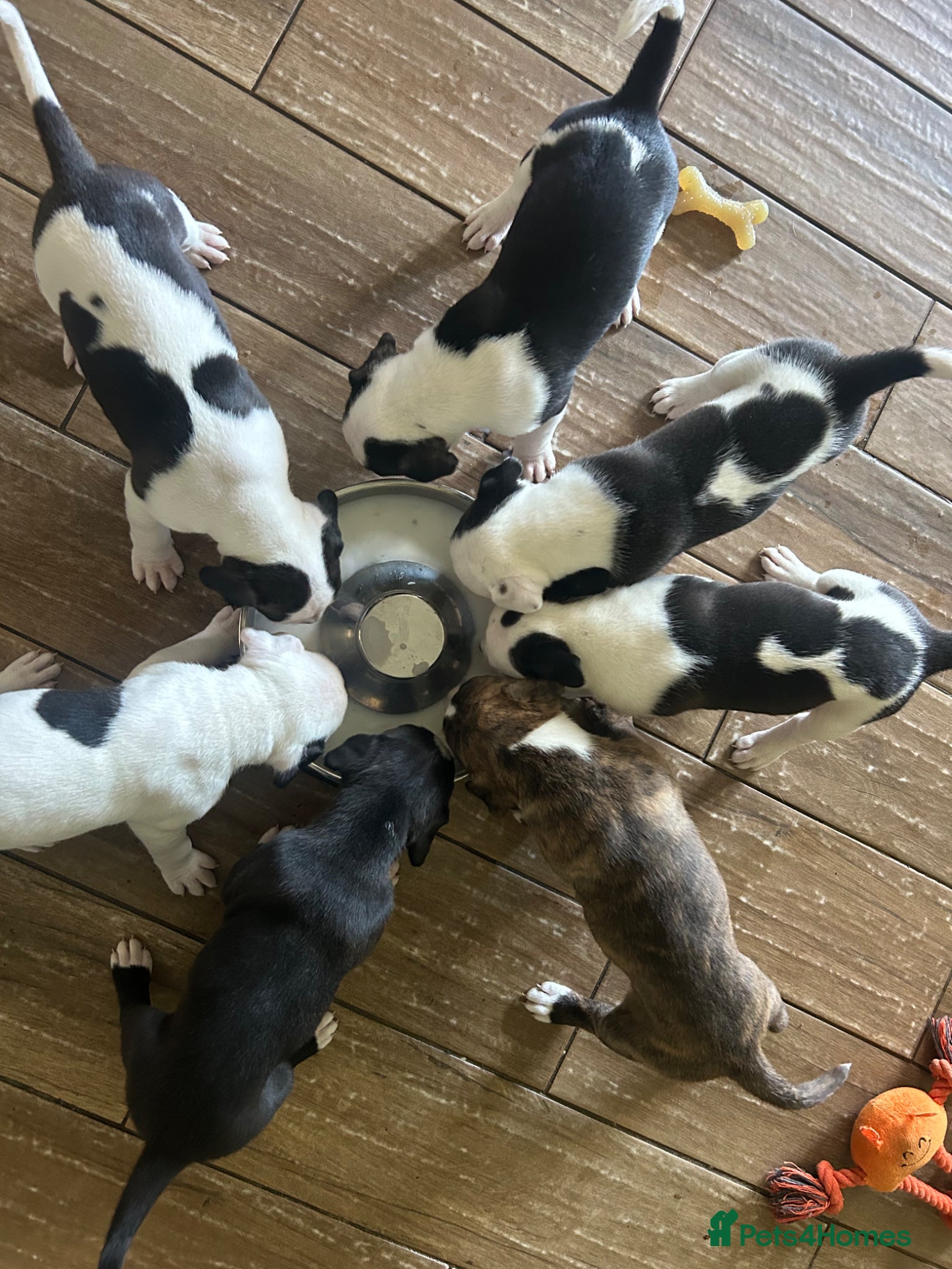 Mixed Breed dogs for sale: Last two puppies  remaining  - Advert 9