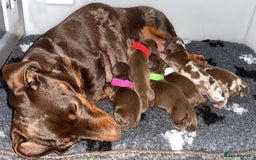 Miniature Dachshund dogs for sale: Beautiful Purebred Miniature Dachshund Puppies - Image 6
