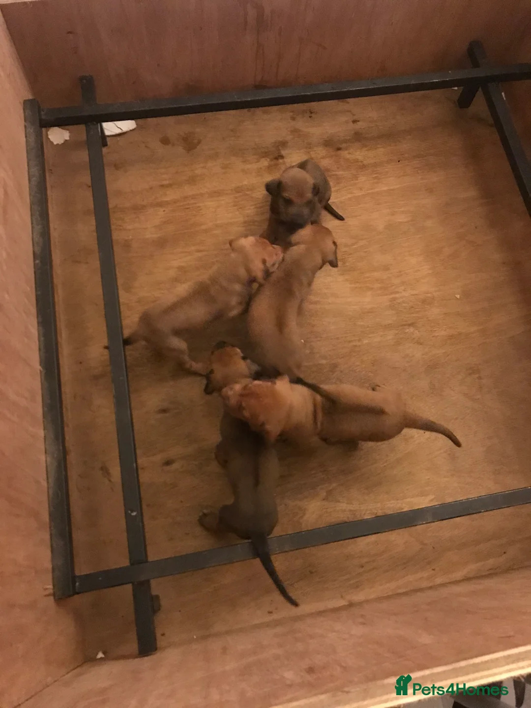 Rhodesian Ridgeback dogs for stud: Proven kc stud dog with clear health check  in Bury - Advert 6