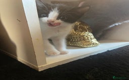 Mixed Breed cats for sale: 4 stunning babies READY NOW Calico and black&white - Image 12