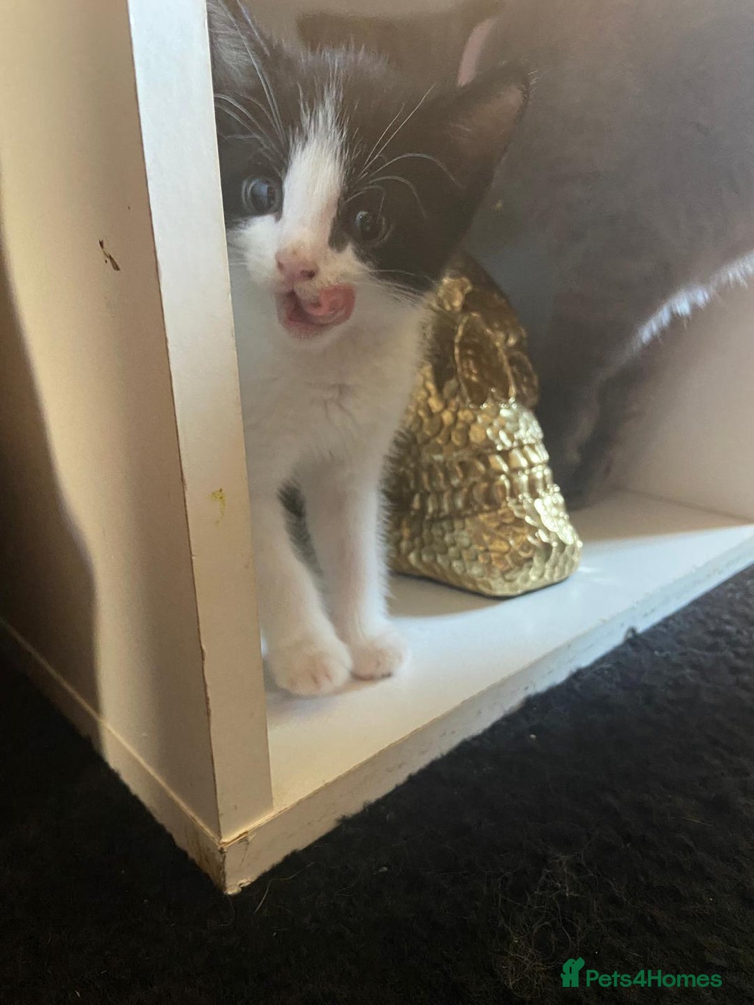 Mixed Breed cats for sale: 4 stunning babies READY NOW Calico and black&white - Image 12