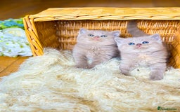 British Shorthair cats for stud: TICA REG CINNAMON UNDER RED STUD  - Advert 10