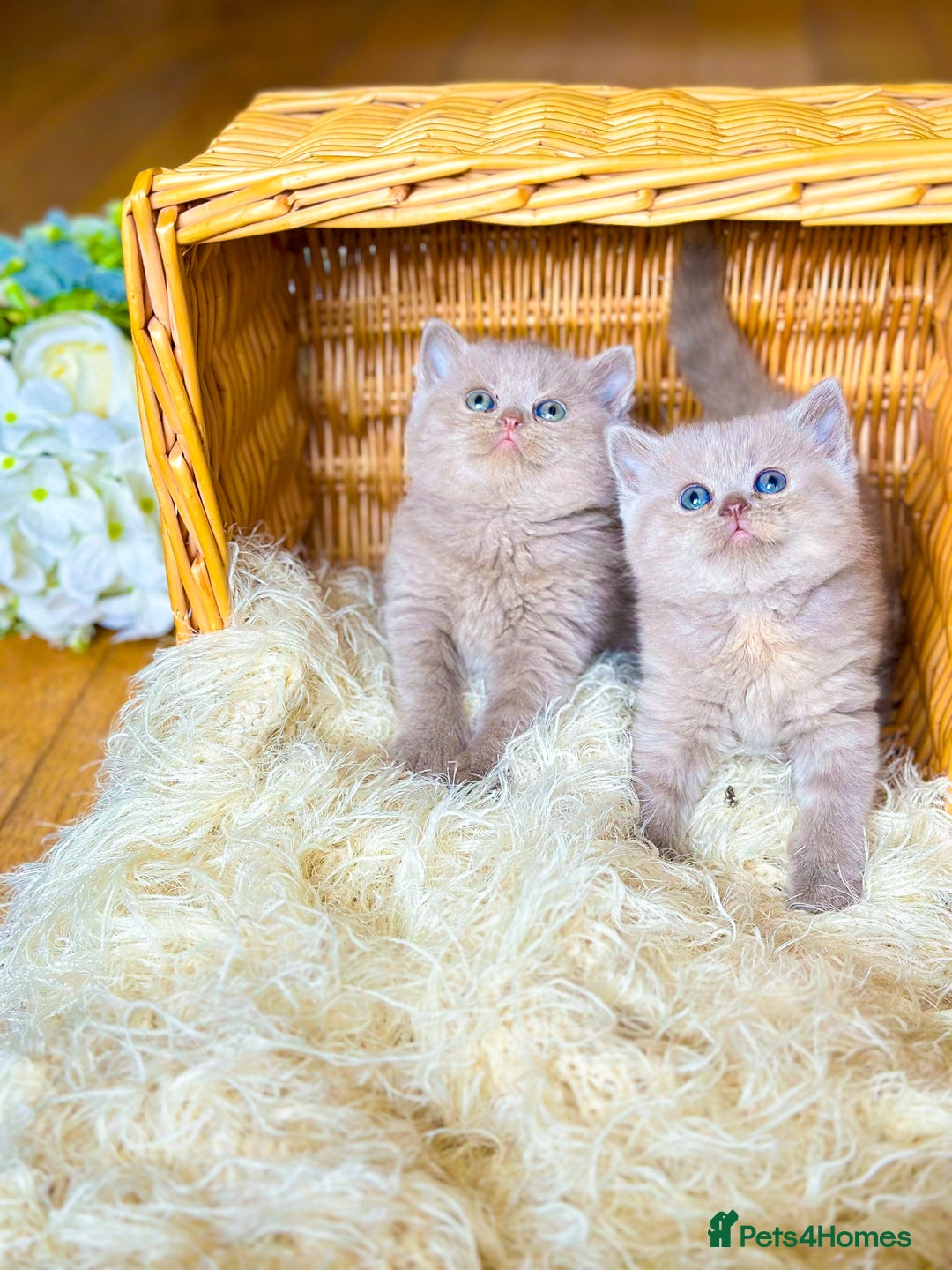 British Shorthair cats for stud: TICA REG CINNAMON UNDER RED STUD  - Advert 10