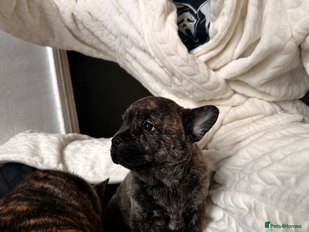 Mixed Breed dogs for sale: Beautiful French chows ready to leave!  - Image 15