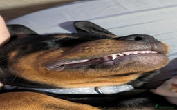 Rottweiler dogs for sale: 6 months male Rottie - Image 10