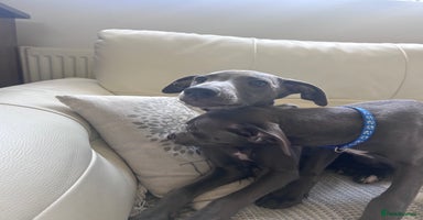 Whippet dogs - Advert 10