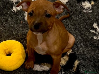 Staffordshire Bull Terrier dogs Red Staffordshire bull terrier puppies ❤️🐾 - Advert 5