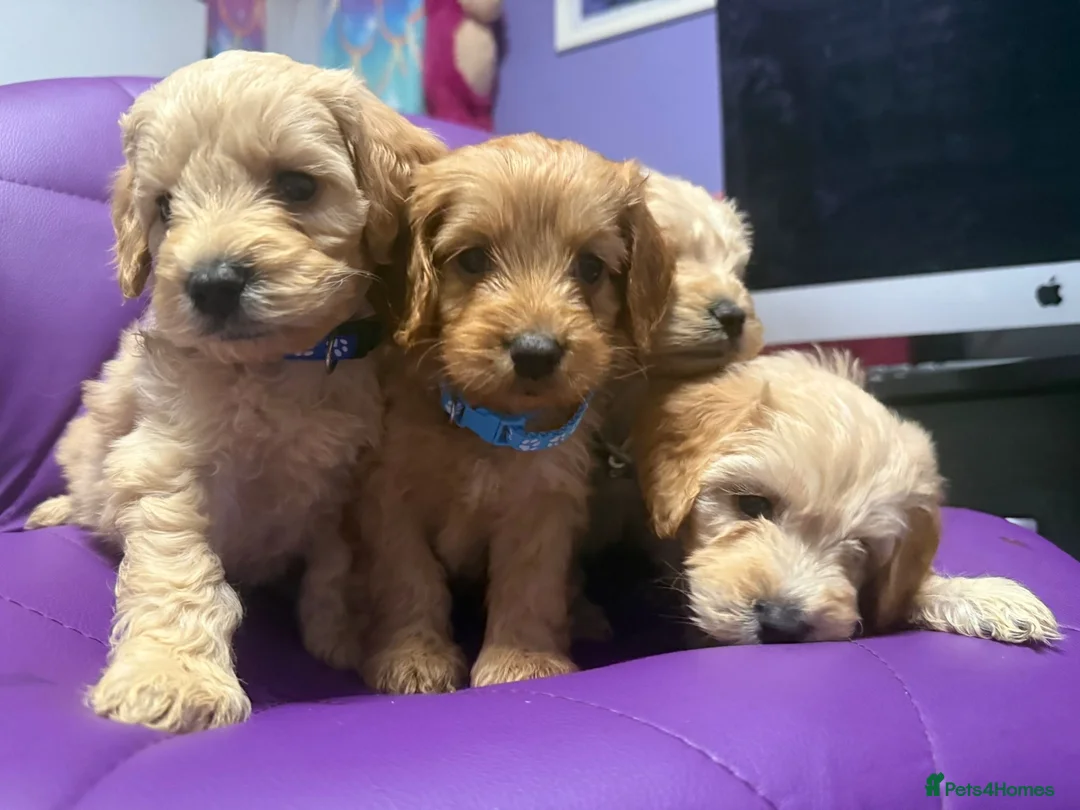 Cockapoo dogs for sale: Beautiful puppies  - Advert 11