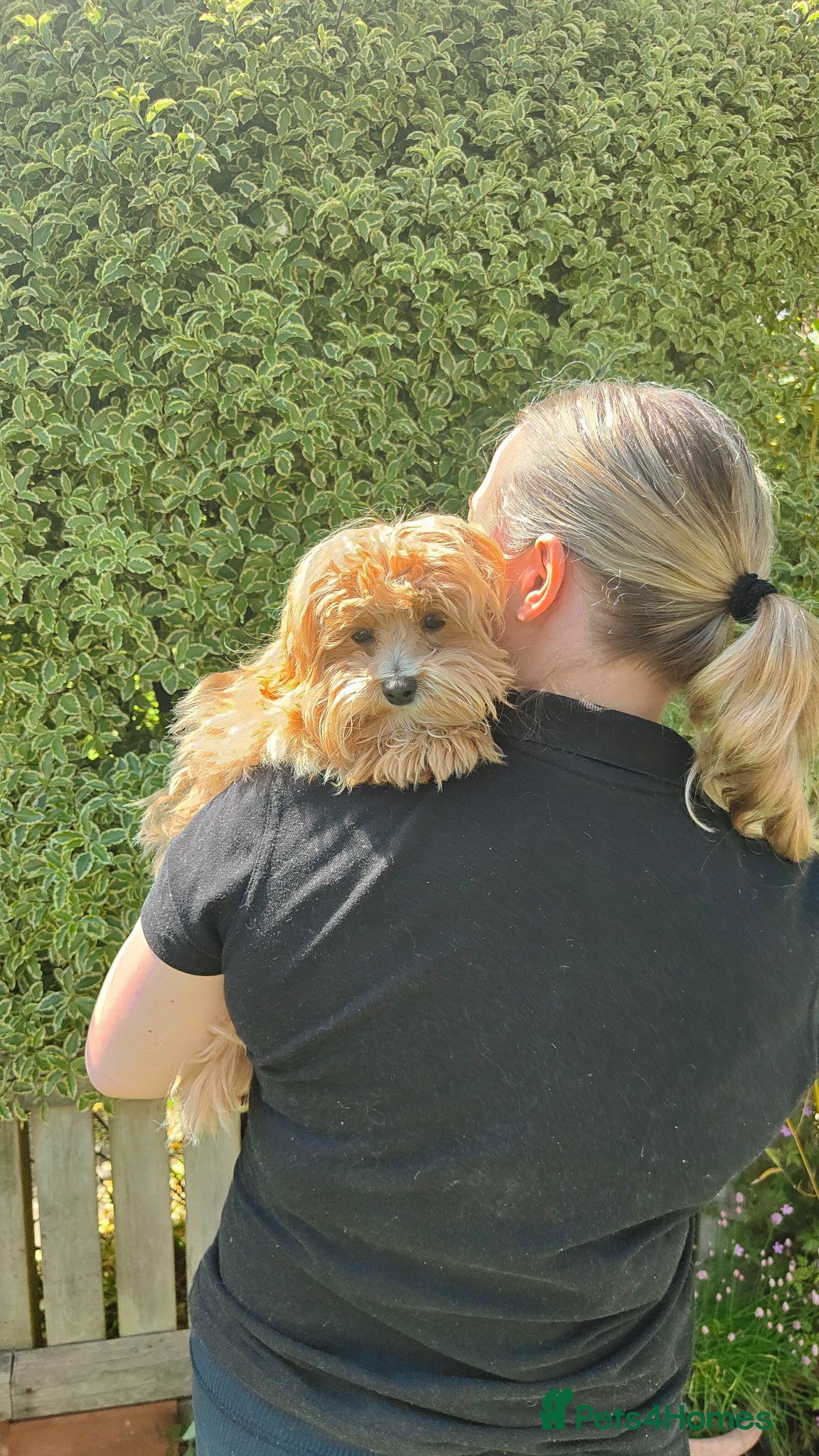 Maltipoo dogs  F1 Asian Maltipoo Puppies  - Advert 6