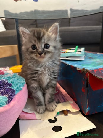 Mixed Breed cats - Advert 4