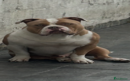 American Bully dogs for stud: American pocket bully  - Image 13